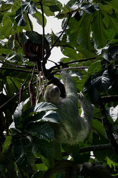 Faultiere - Das Symbol der Ruhe in Costa Ricas Nationalparks