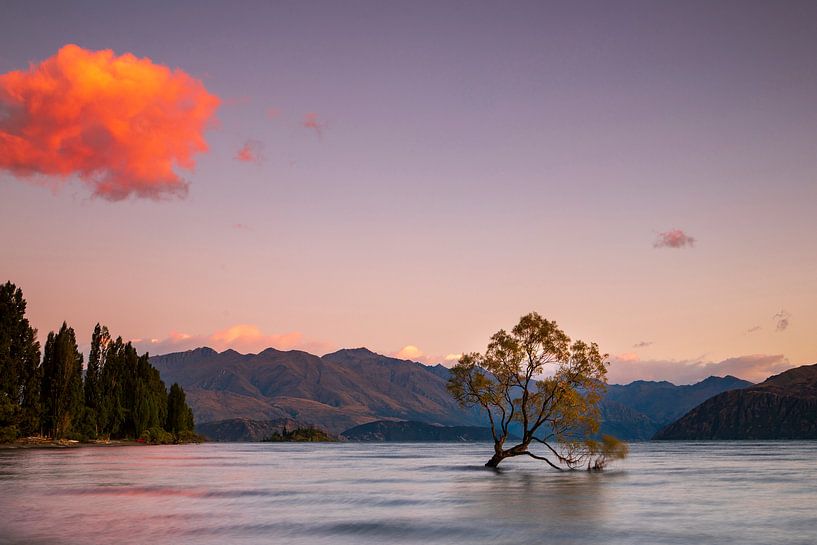 Cet arbre de Wanaka par Antwan Janssen