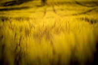 Kornfeld