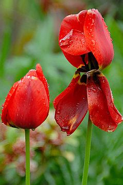 Fleur de tulipe sur Hilke Maunder