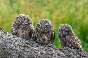 Attentif