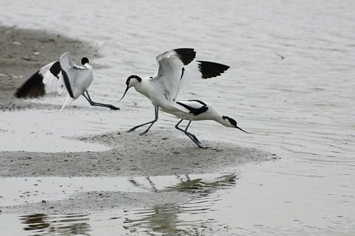 kluut aan het strijden