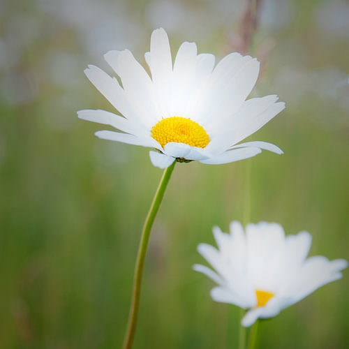 Marguerite en fleur