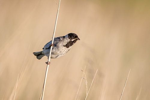 Reed with bunting