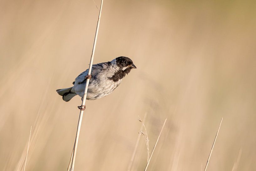 Reed with bunting by Dirk van Doorn