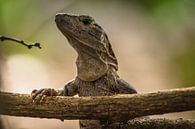 Leguan schaut über einen Zweig. von Adri Vollenhouw Miniaturansicht