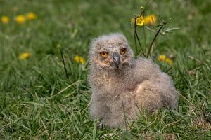 Sibirisches Uhu-Küken im Gras von Tanja van Beuningen