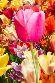 Tulpen von Henriette Tischler van Sleen