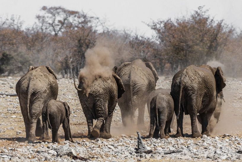 Elefanten Familie by Poster Art Shop