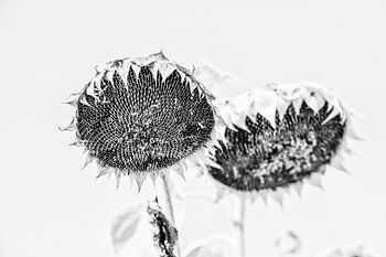 Verdorde zonnebloemen - zwart-wit beeld