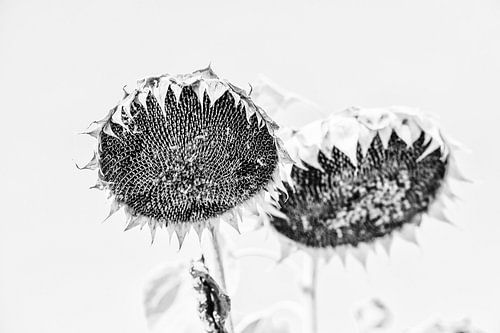 Verdorde zonnebloemen - zwart-wit beeld