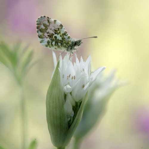 Une rencontre délicate