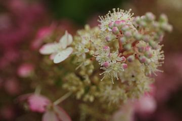 mooie pluimhortensia met scherptediepte