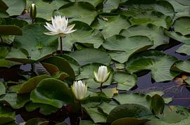 Waterlillies by Tom Kostes Photography