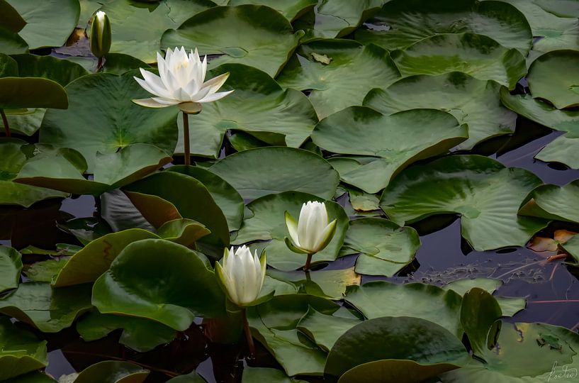 Wasserlilien von Tom Kostes Photography