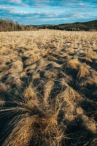 Trockenes Feld in der schwedischen Landschaft von Joep van de Zandt