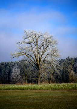 Winterlandschap met een ijzige boom van ManfredFotos