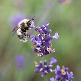 Hummel auf blühendem Lavendel von Karen van Gerner