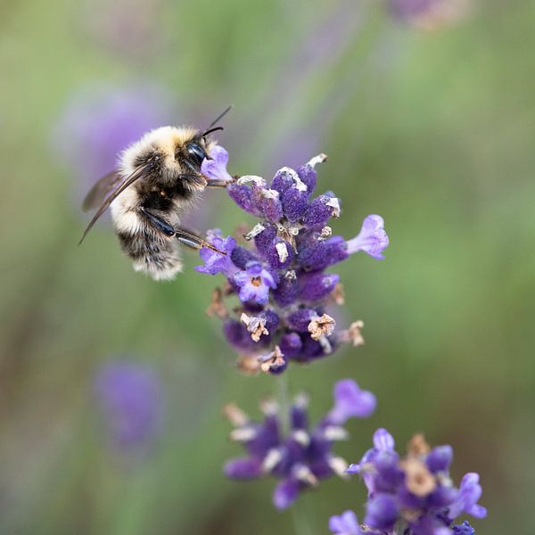 Bumblebee on flowering lavender by Karen van Gerner