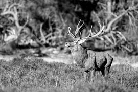 Deer B/W by Menno Selles