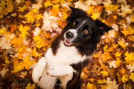 Funny Fenna von Pieter Bezuijen