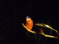 Ijsvogel