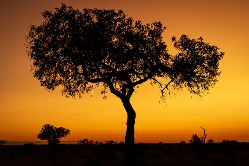 Lever de soleil dans le parc national Kruger II par Meleah Fotografie