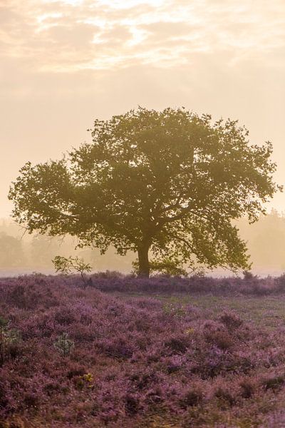 Blühende Heidekrautpflanzen in einer Heidelandschaft bei Sonnenaufgang von Sjoerd van der Wal Fotografie