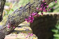 Baumrinde mit Moos und rosa Blüten im Sonnenlicht von Jacqueline Holman Miniaturansicht