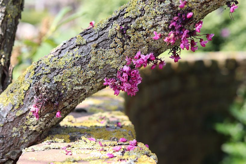 Baumrinde mit Moos und rosa Blüten im Sonnenlicht von Jacqueline Holman