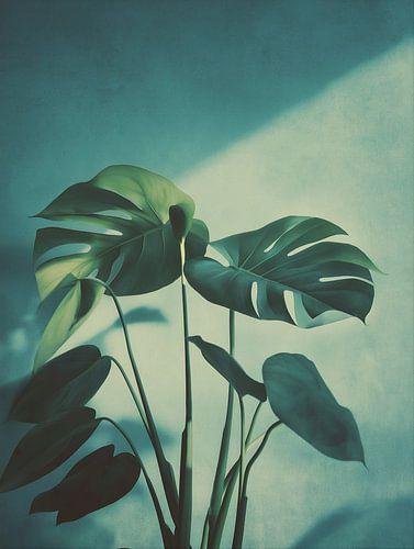 Plante Monstera n° 6