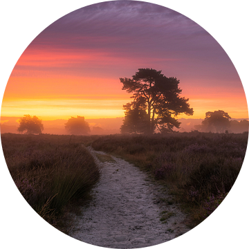 Paarse Heide Zonsopkomst Drunense Duinen