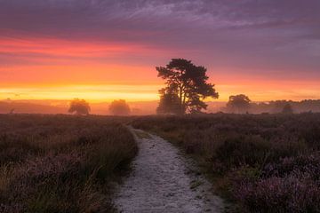 Lila Heide Sonnenaufgang Drunense Dünen von Zwoele Plaatjes