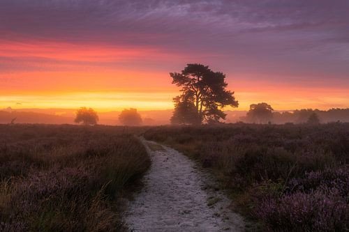 Paarse Heide Zonsopkomst Drunense Duinen