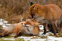 Couple in love