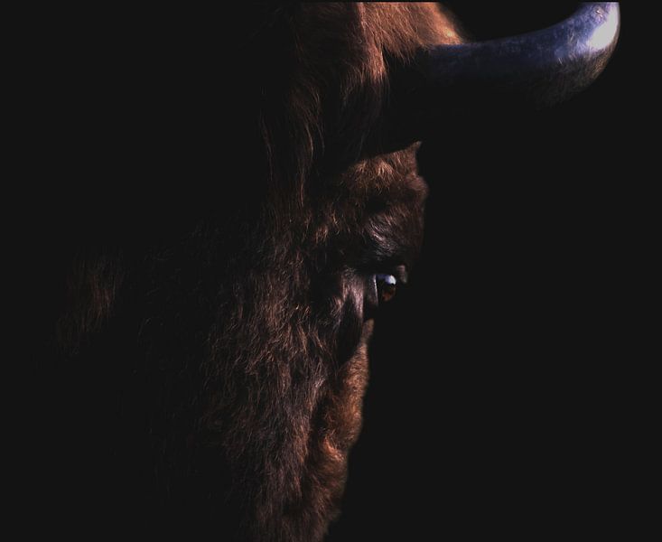 portrait of the European bison by Marijke Groos