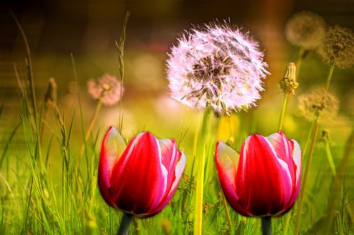 FLORA : RODE TULPEN EN PAARDENBLOEMEN