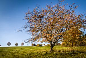 Streuobstwiese in Herbstfarben bei Engenhahn van Christian Müringer