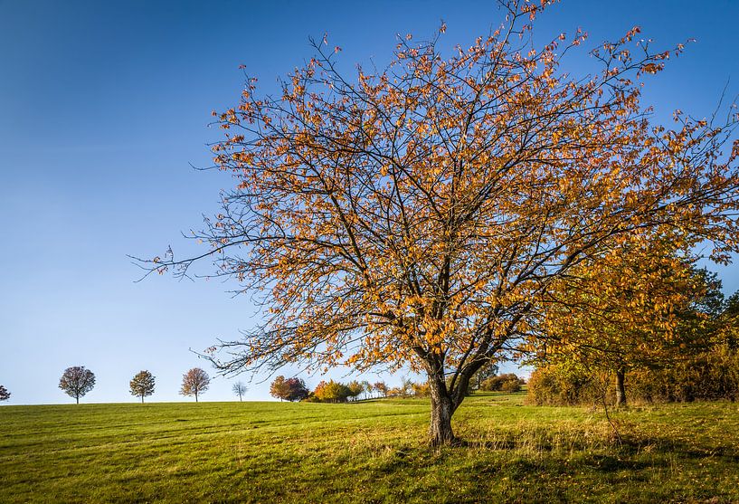 Streuobstwiese in Herbstfarben bei Engenhahn von Christian Müringer