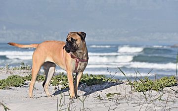 a boerboel and dunes in the morning light by Werner Lehmann