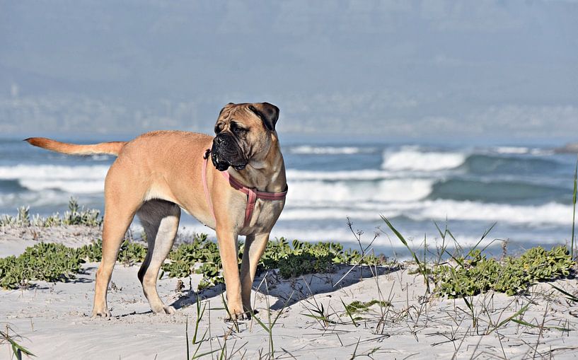un boerboel et des dunes dans la lumière du matin par Werner Lehmann