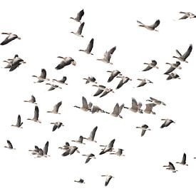 Bird migration by Hans Hordijk