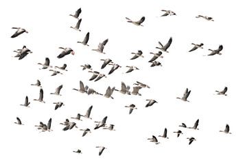 Migration des oiseaux sur Hans Hordijk