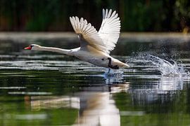 Weißer Schwan im Flug von Roland Brack