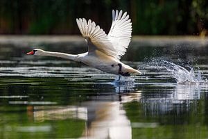 Weißer Schwan im Flug