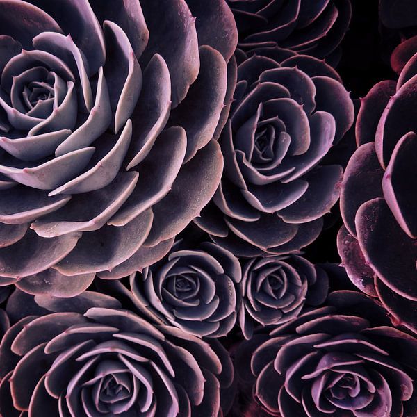 DARKSIDE OF SUCCULENTS I by Pia Schneider