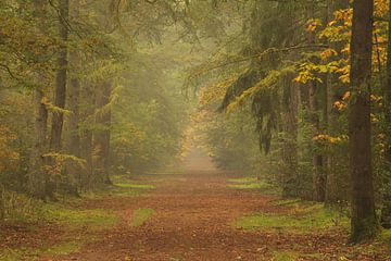 Een pad in het Noordbargerbos van Quirina Kamoen