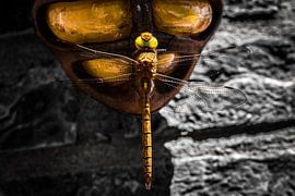 Keizerlibel sur Jorn Wilms