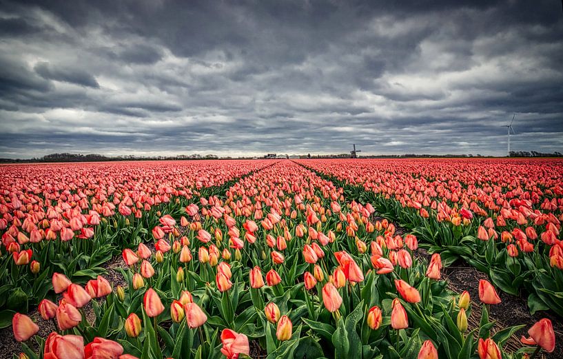 pink tulip field with windmill and clouds by peterheinspictures