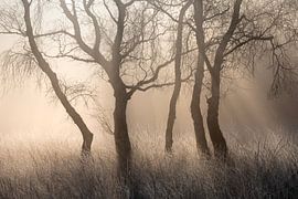Warm light on family birch trees by Sander Grefte